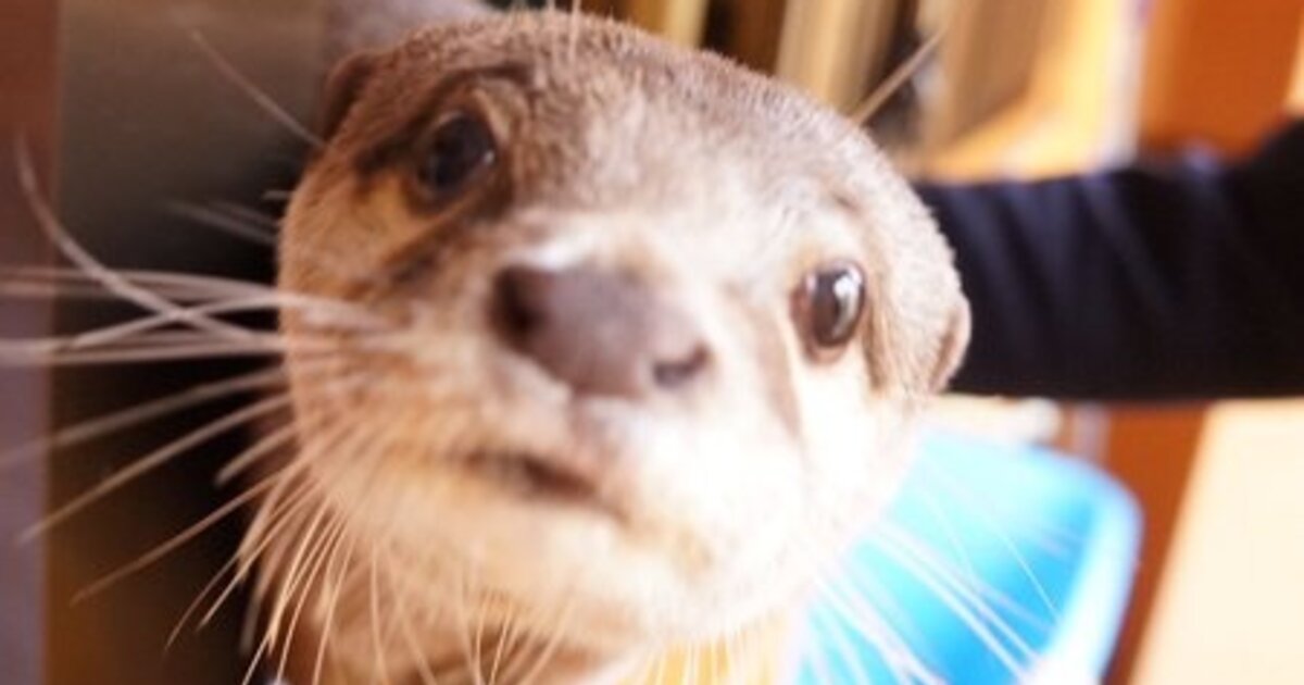 Play With Otters and Hedgehogs at Kobe’s Otter Cafe! Tokyo Otaku Mode