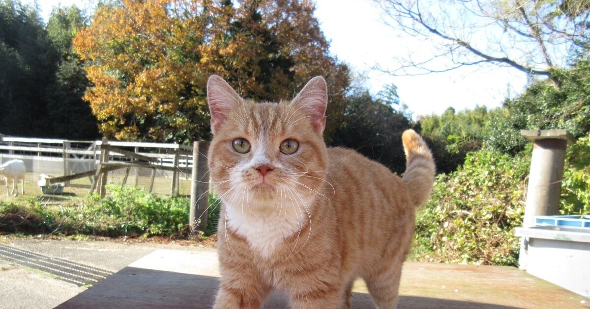 Neko Atsume no Ie Releases Hollywood-style Trailer | Tokyo Otaku Mode News