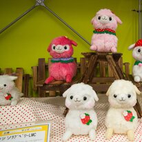 baby alpacasso