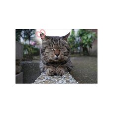 Japan Society For The Prevention Of Cruelty To Animals 2018 Calendar