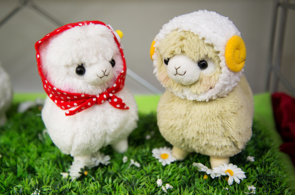 amuse sheep