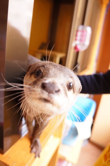 Play With Otters and Hedgehogs at Kobe  s Otter Cafe  